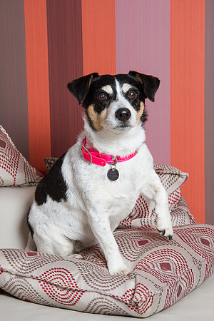 Dog Photographer Watford Hertfordshire