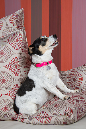 Dog Photographer Watford Hertfordshire