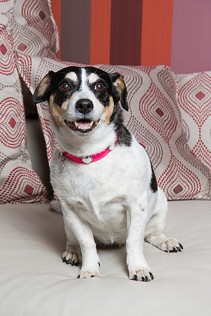 Dog Photographer Watford Hertfordshire