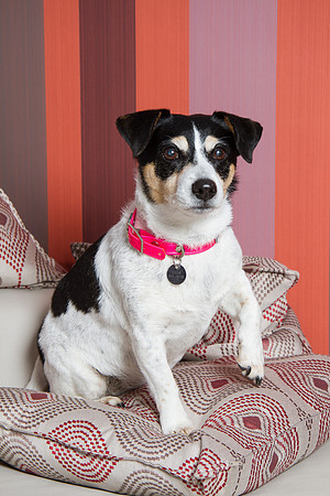 Dog Photographer Watford Hertfordshire
