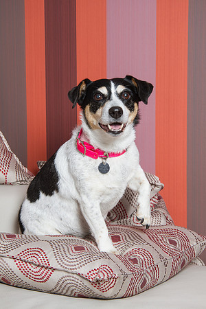 Dog Photographer Watford Hertfordshire