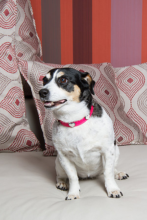 Dog Photographer Watford Hertfordshire