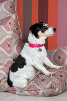 Dog Photographer Watford Hertfordshire