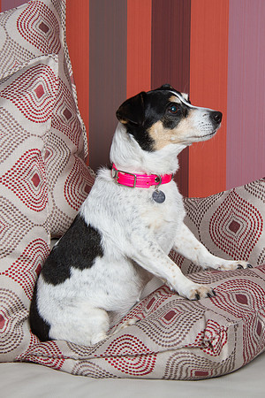 Dog Photographer Watford Hertfordshire