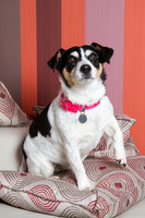 Dog Photographer Watford Hertfordshire