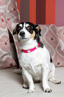 Dog Photographer Watford Hertfordshire