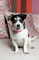 Dog Photographer Watford Hertfordshire