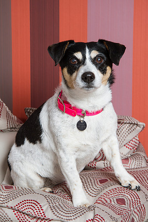 Dog Photographer Watford Hertfordshire