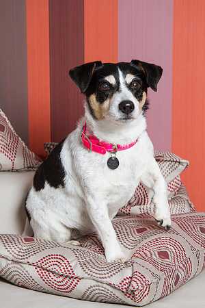 Dog Photographer Watford Hertfordshire