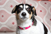 Dog Photographer Watford Hertfordshire