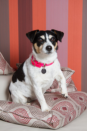 Dog Photographer Watford Hertfordshire