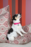 Dog Photographer Watford Hertfordshire