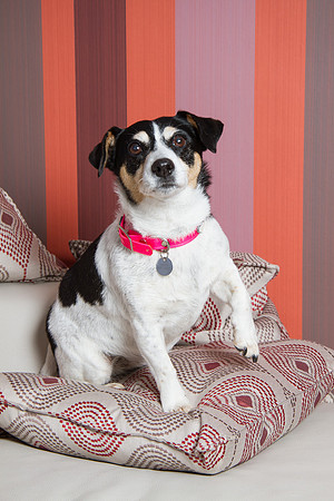 Dog Photographer Watford Hertfordshire