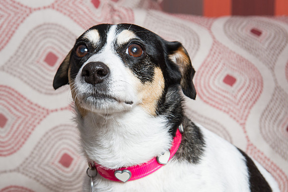 Dog Photographer Watford Hertfordshire