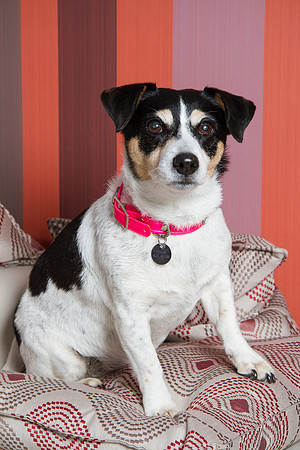 Dog Photographer Watford Hertfordshire