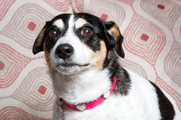 Dog Photographer Watford Hertfordshire