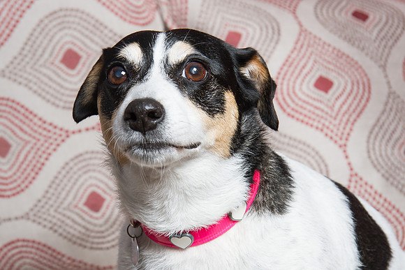 Dog Photographer Watford Hertfordshire
