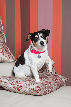 Dog Photographer Watford Hertfordshire