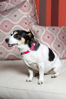 Dog Photographer Watford Hertfordshire