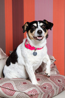 Dog Photographer Watford Hertfordshire