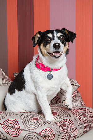 Dog Photographer Watford Hertfordshire