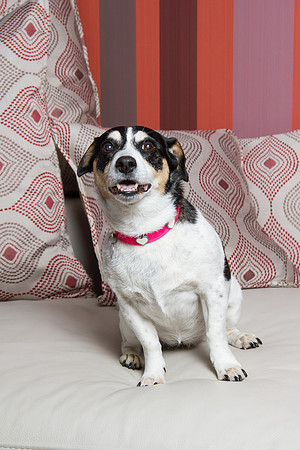 Dog Photographer Watford Hertfordshire