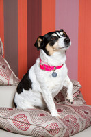 Dog Photographer Watford Hertfordshire