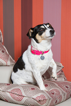 Dog Photographer Watford Hertfordshire