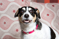 Dog Photographer Watford Hertfordshire