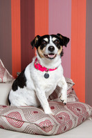 Dog Photographer Watford Hertfordshire