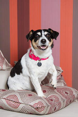 Dog Photographer Watford Hertfordshire