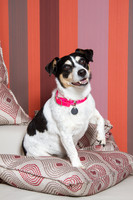 Dog Photographer Watford Hertfordshire