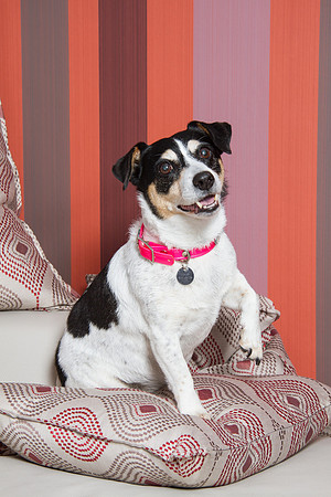 Dog Photographer Watford Hertfordshire